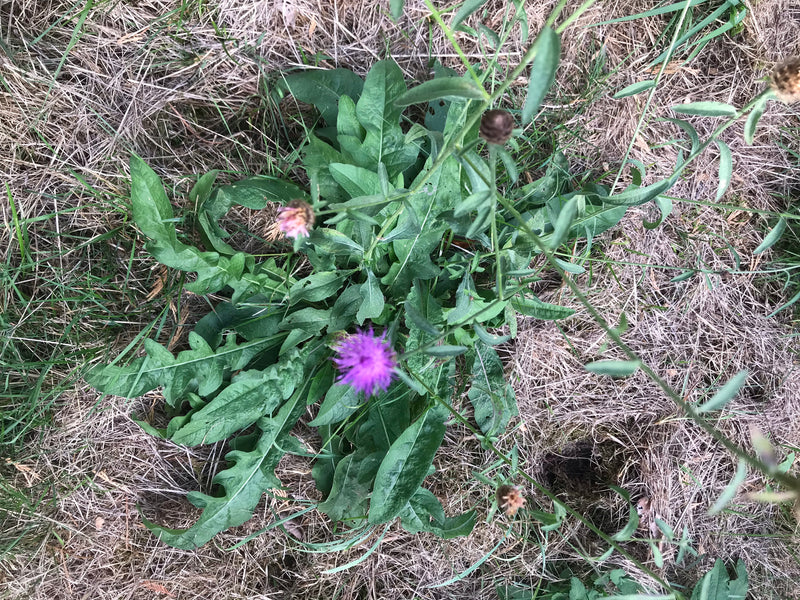 Er is een grote centaurie te zien met groene bladeren en paarse bloemhoofdjes. De plant groeit midden in een weiland met droog gras.