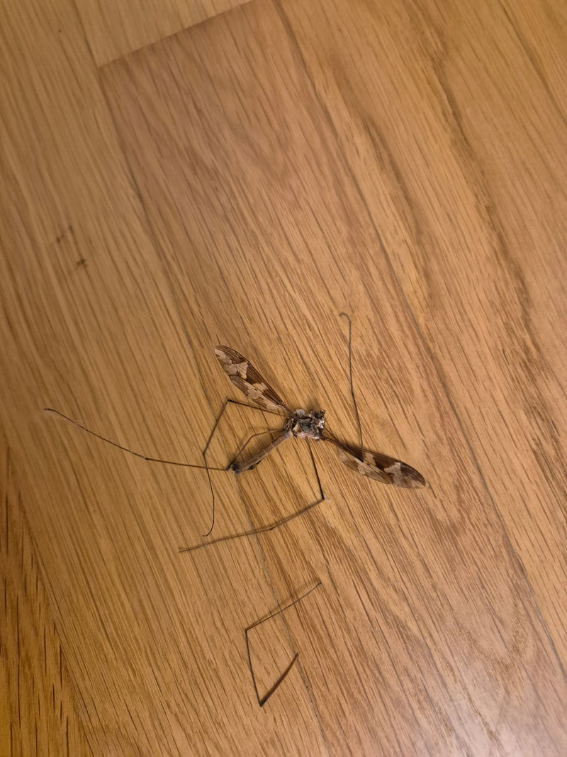 Op een houten vloer ligt een dode langpootmug met gespreide vleugels en lange poten. Het insect is duidelijk zichtbaar.
