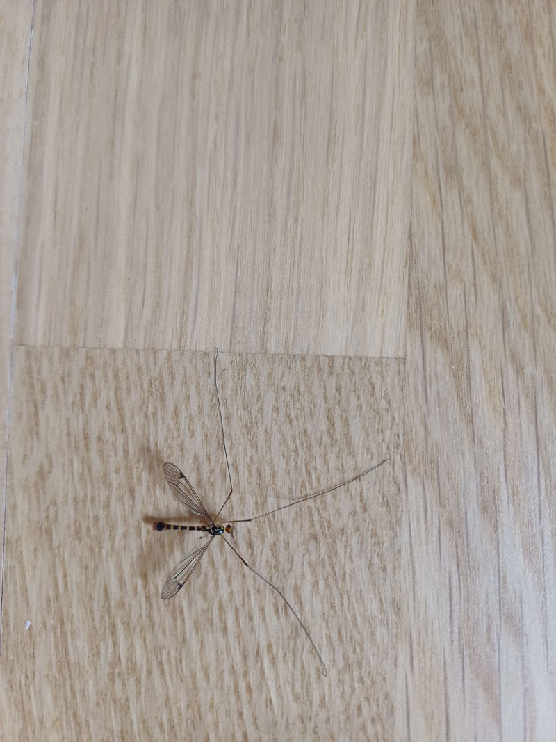 Skript-Schnake — Bild 1