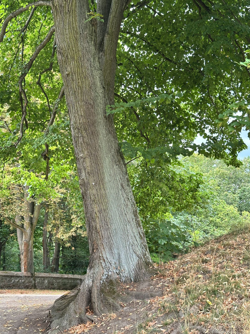 Te zien zijn de sterke stam en het bladerdak van een grote linde langs de weg. Het groene bladerdak strekt zich uit over de helling.