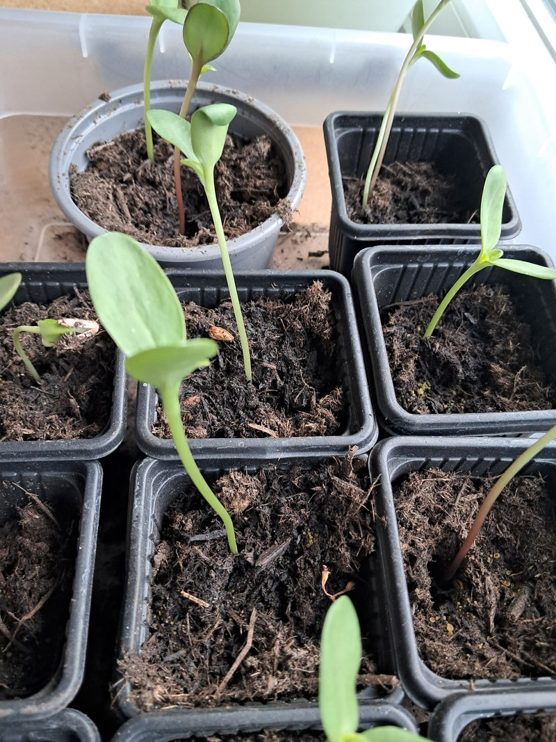 Zonnebloemen — Bild 1