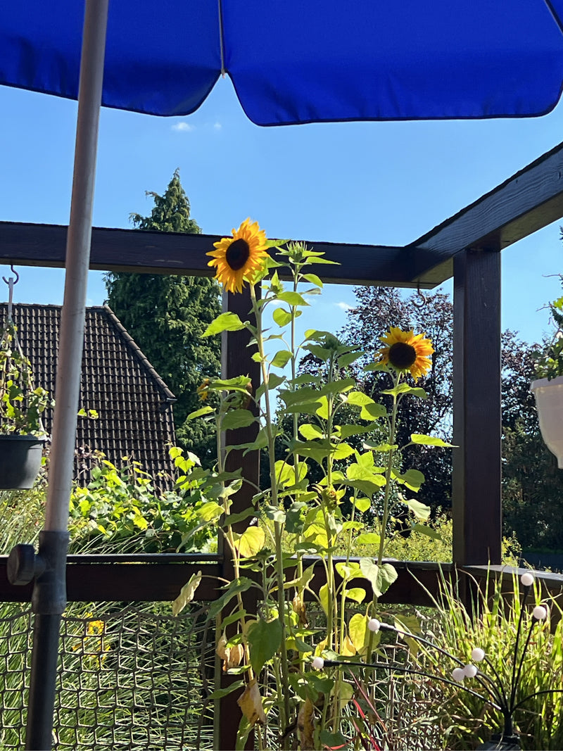 Bloeiende zonnebloemen met gele bloemblaadjes staan op een terras. Ze groeien rechtop in een omgeving met balkonmeubilair en een blauwe parasol.