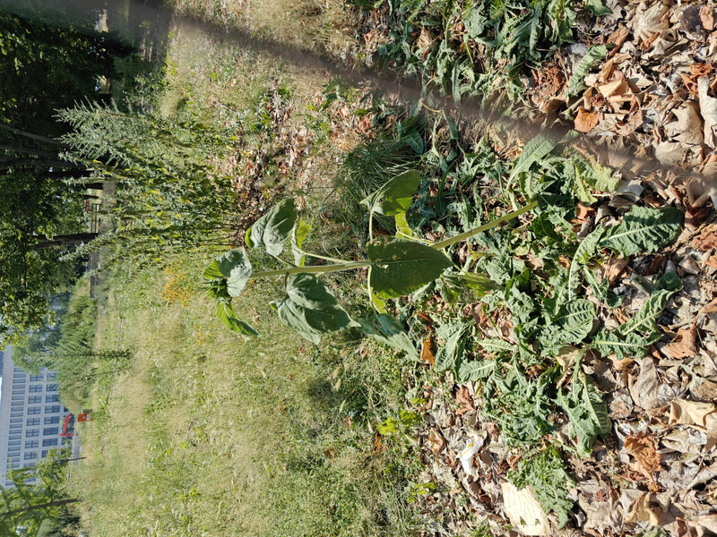 De afbeelding toont een jonge zonnebloem die groeit in een weiland met droge bladeren. De plant vertoont zijn typische groene bladeren en een rechtopstaande ...