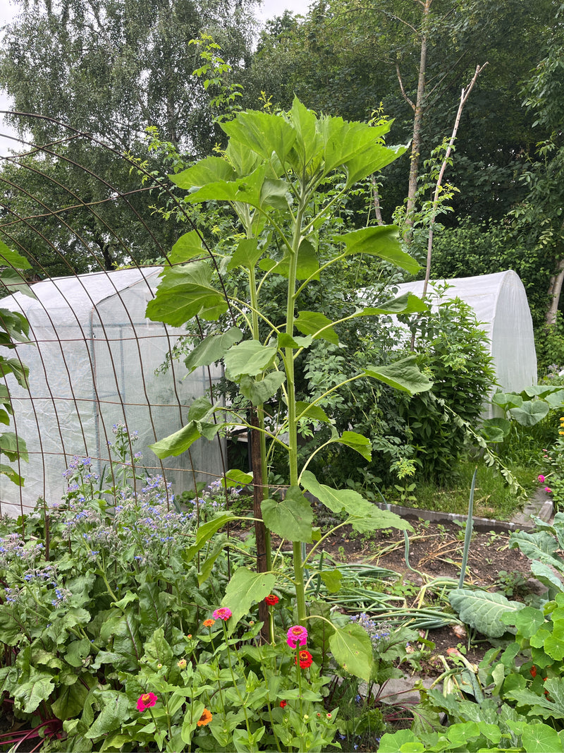 Een grote zonnebloem groeit centraal in een tuin, omringd door groenten en bloemen. Op de achtergrond zijn kassen en bomen te zien.