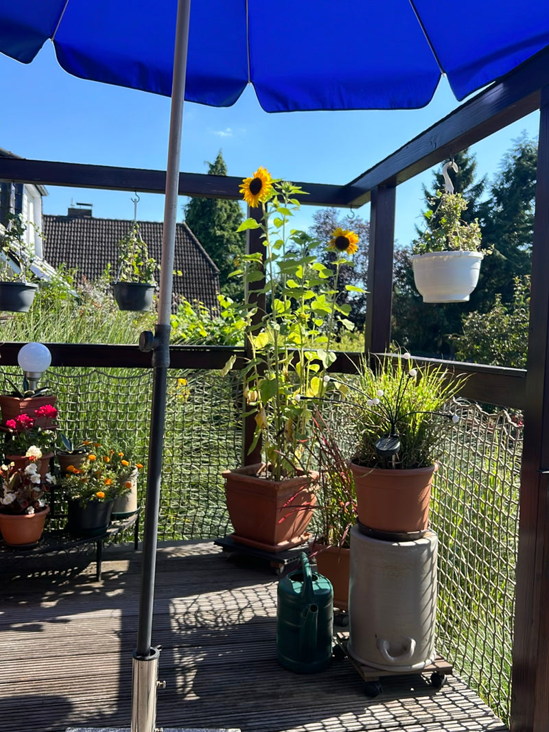 Twee grote zonnebloemen staan in een bruine plantenbak op een zonnig houten terras. De planten tonen hun kenmerkende gele bloemhoofdjes in het heldere daglicht.