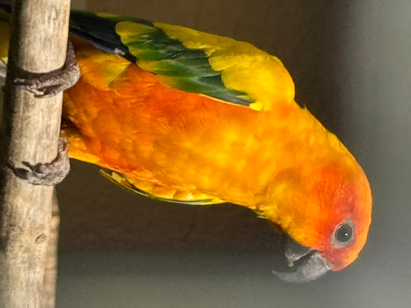 Een zonparkiet met een felgeel en oranje verenkleed leunt voorover op een houten tak.