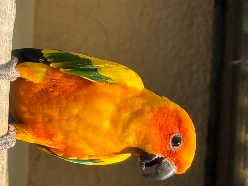 Een zonparkiet met fel geel-oranje verenkleed zit op een zitstok en kijkt naar beneden.