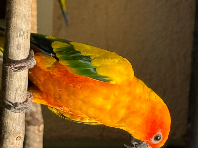 Een zonparkiet met een fel geel-oranje verenkleed zit ondersteboven op een tak.