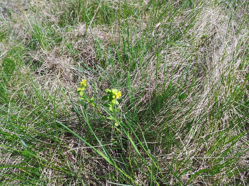 Zonnewende wolfsmelk — Bild 1