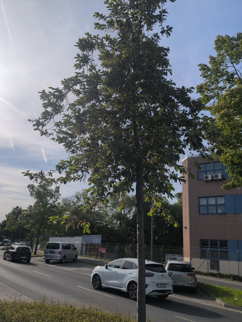 Late vogelkers — Bild 2