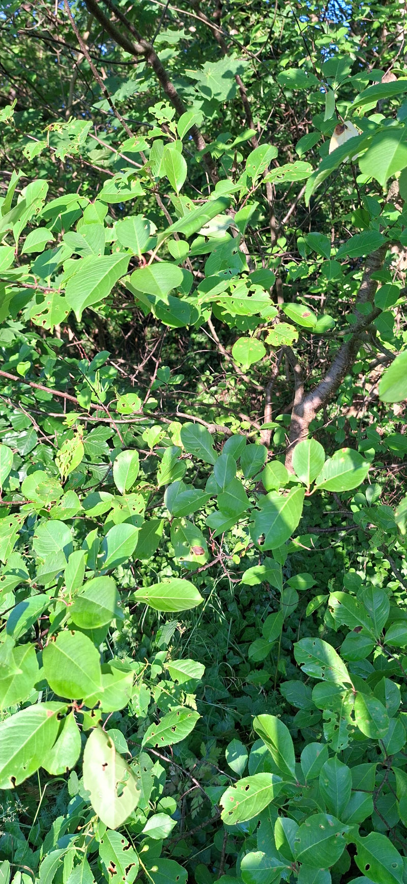 De afbeelding toont een dichtebladerige tak van de bosparel met groene bladeren. Sommige bladeren vertonen kleine vraatschade.
