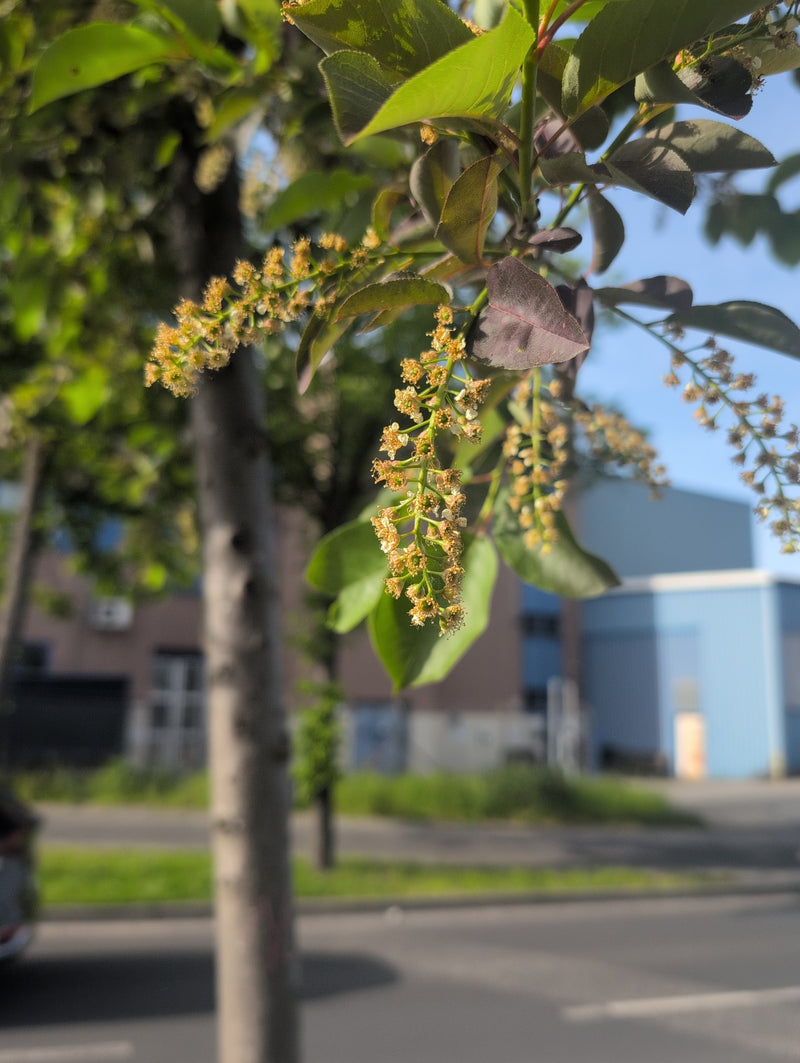 Late vogelkers — Bild 1