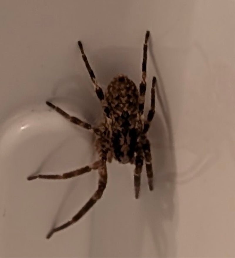 Spaltenkreuzspinne — Bild 1