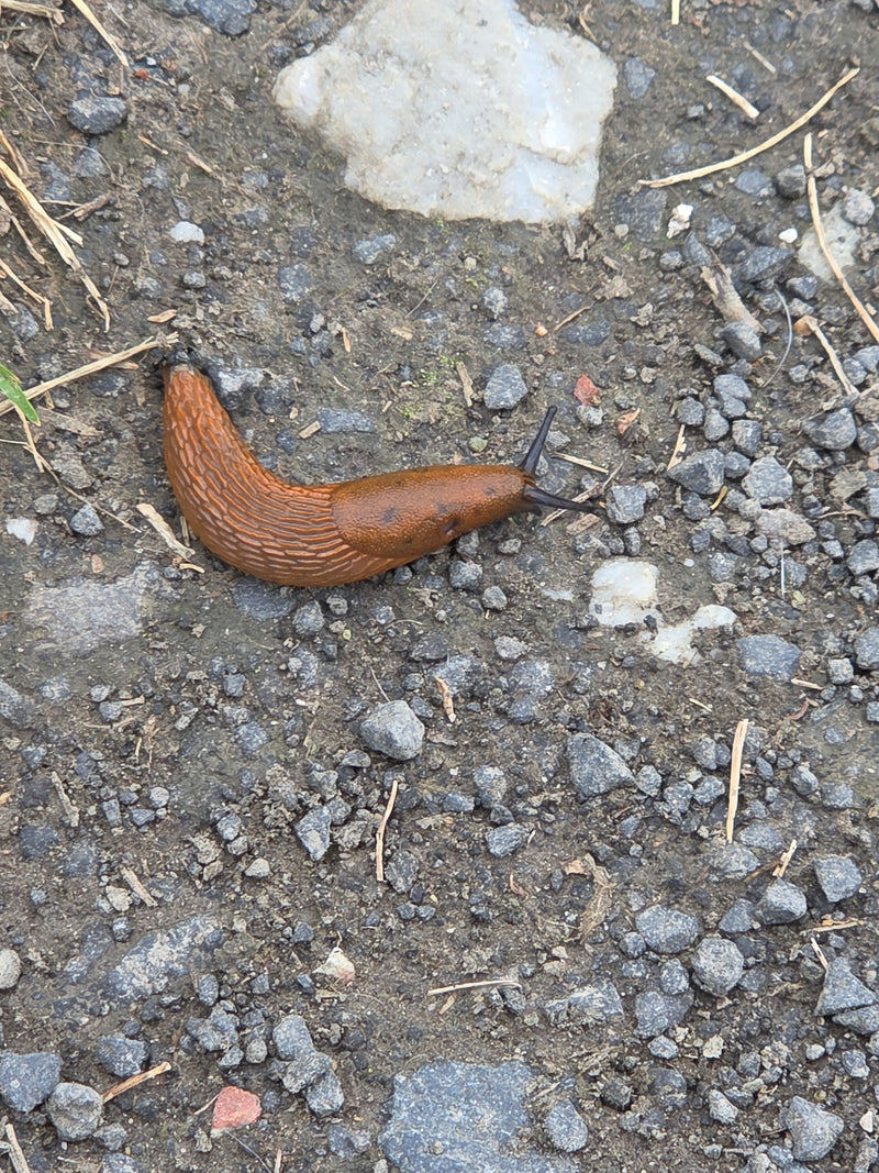 Spanische Wegschnecke — Bild 2