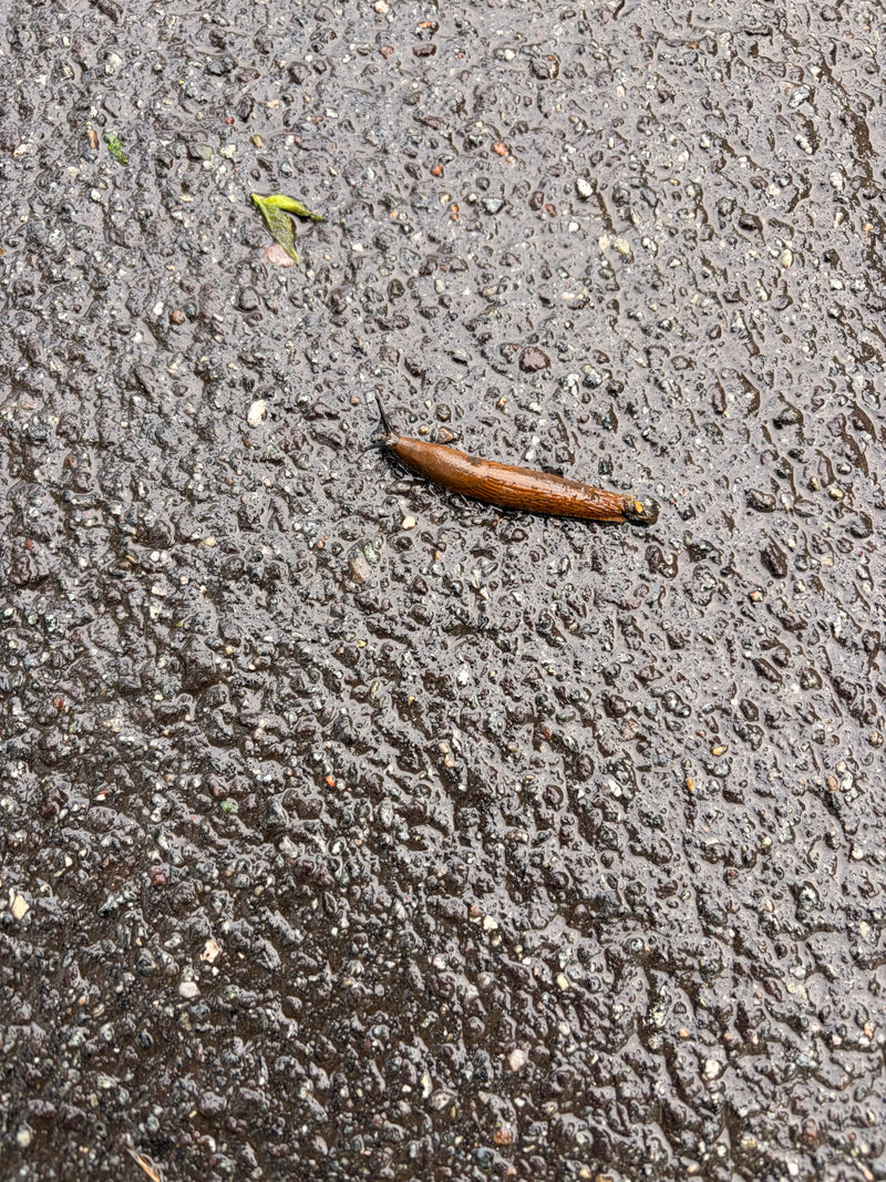 Een bruine Spaanse wegslak kruipt over nat asfalt, van boven gefotografeerd. Het dier is volledig zichtbaar.