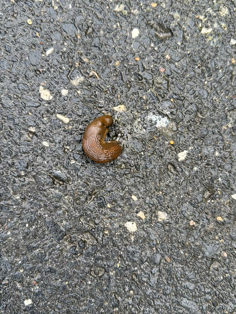 Spanische Wegschnecke — Bild 1