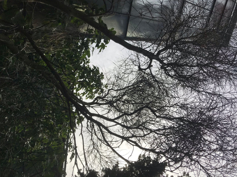 Spaanse bezem — foto 4 van 5