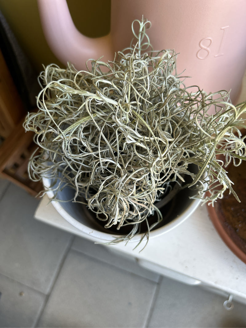 Tillandsia — Bild 1