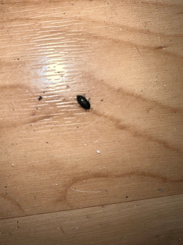 Een kleine spekkever loopt over een lichte houten vloer. Het insect is erg klein en slechts matig herkenbaar.