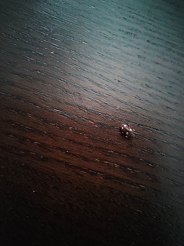 Een spekkever zit op een donker houten oppervlak. Het insect laat de typische lichte band zien op de verder donkere dekschilden.