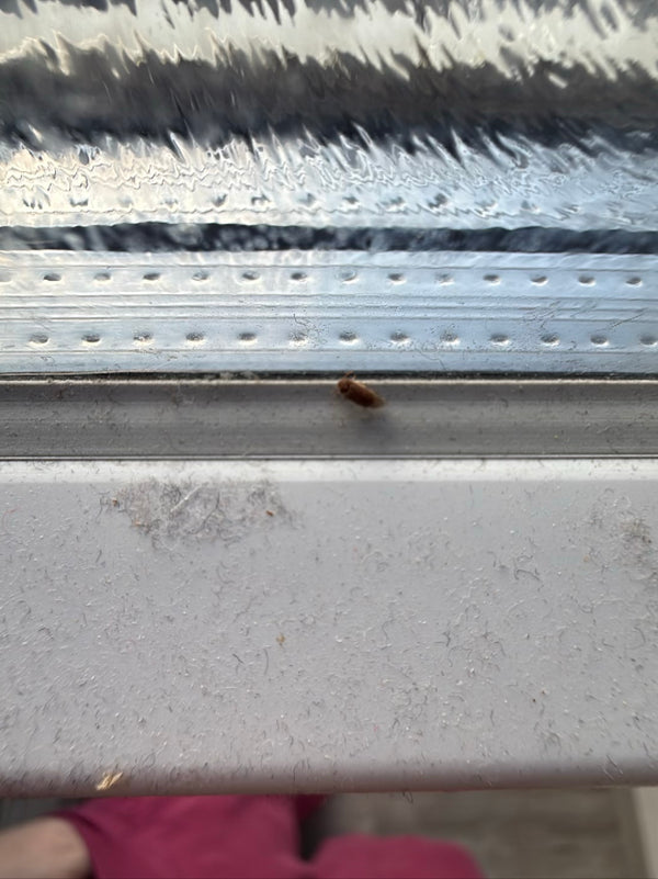De afbeelding toont een spekkever zittend op een lichte vensterbank. Het insect vertoont zijn kenmerkende kleur.