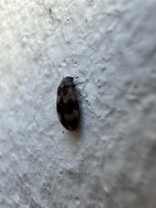 Een spekkever zit op een lichte, gestructureerde gepleisterde muur. Het insect is van de zijkant en iets van boven te zien.