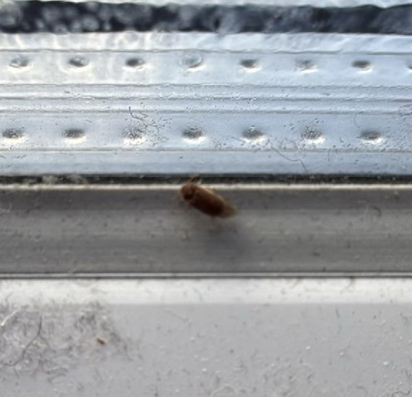 Een spekkever zit op een lichte vensterbank. Het insect is enigszins wazig.