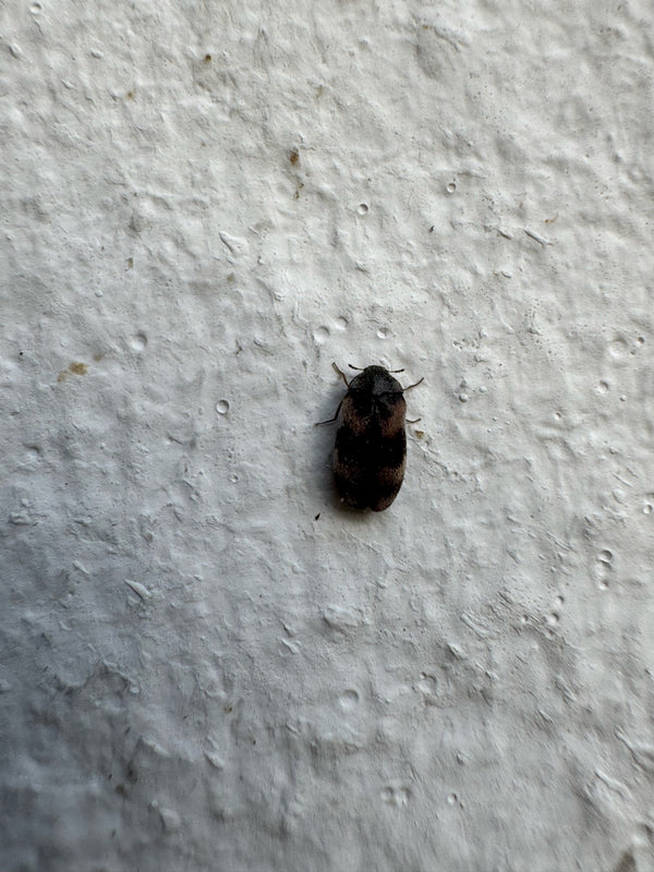 Een spekkever zit op een lichte, gestructureerde muur. Het insect heeft de typische lichte en donkere band op de dekschilden.
