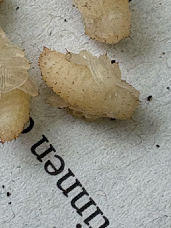 De afbeelding toont larven van de spekkever op een bedrukt papieroppervlak. De bruinachtige, borstelige insectenstadia liggen dicht bij elkaar.