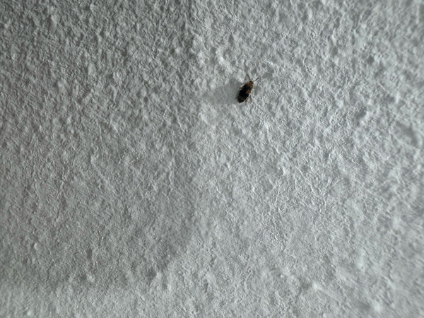 Een spekkever zit op een lichte, gestructureerde muur. Het insect vertoont het typische lichte en donkere patroon op de dekschilden.