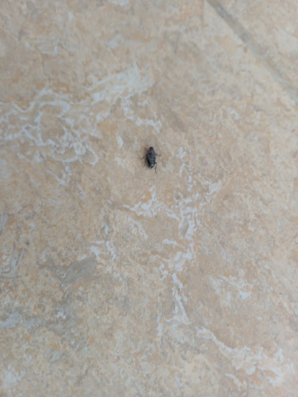 Een kleine, donkere spekkever zit op een lichte tegelvloer. Het insect is duidelijk zichtbaar.