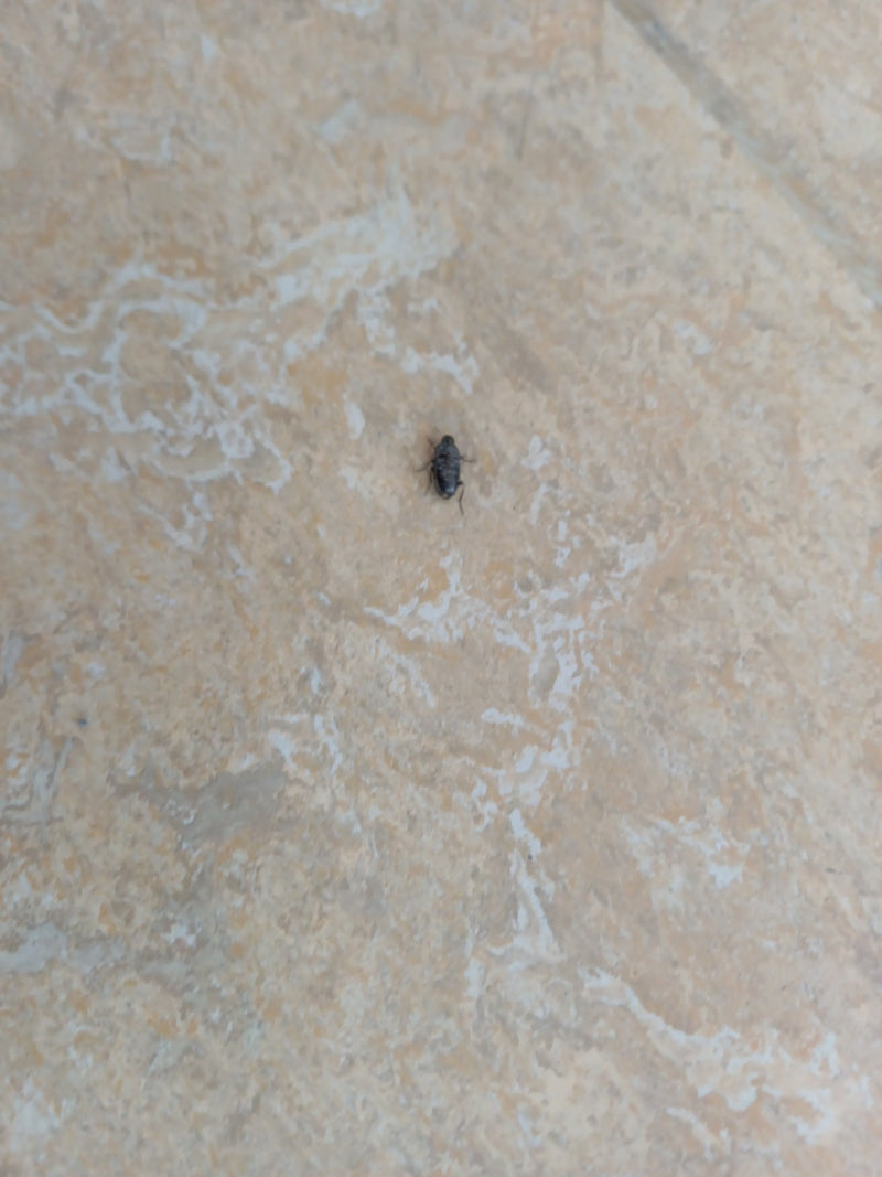 Speck kevers — Bild 1