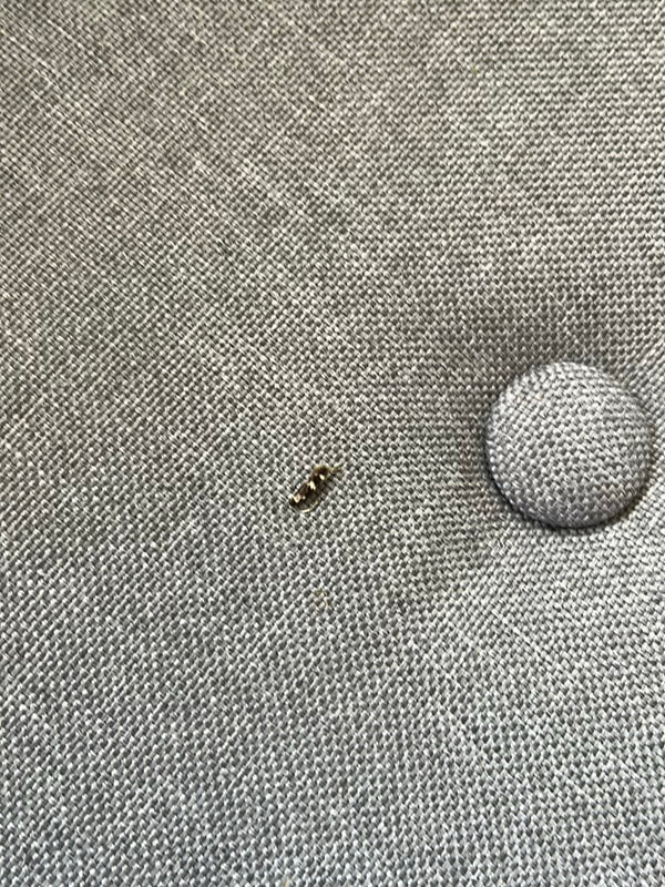 Een kleine spekkeverlarve zit op een grijze textielstof. Het insect is van een afstand te zien.