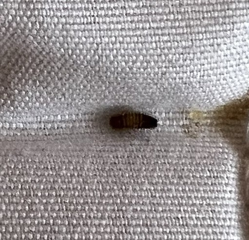 Op een lichte textielstof is een bruinachtige spekkeverlarve te zien. Deze bevindt zich in een rustende positie.
