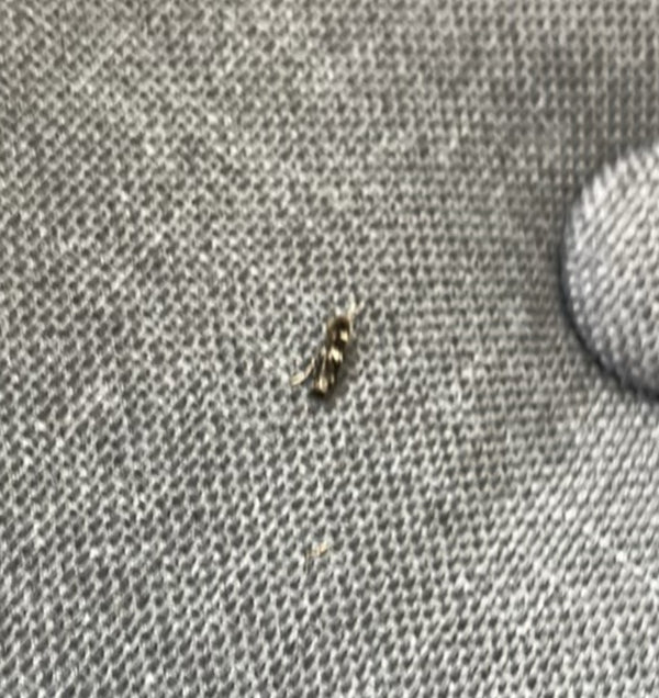 Een kleine spekkever is zichtbaar op een grijze stofachtergrond. Het insect zit rustig op het oppervlak.
