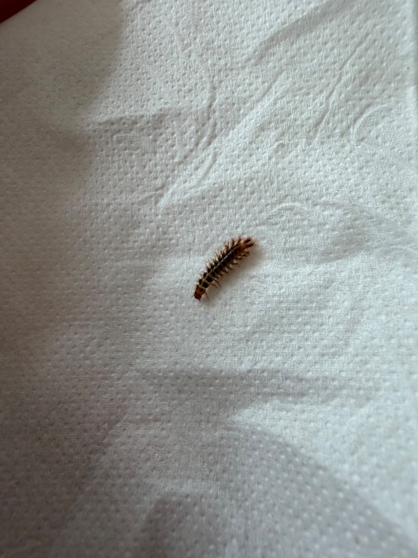 Een typische, sterk behaarde larve van een spekkever kruipt op een witte papieren zakdoek. Het langwerpige lichaam toont duidelijk de kenmerkende haren.