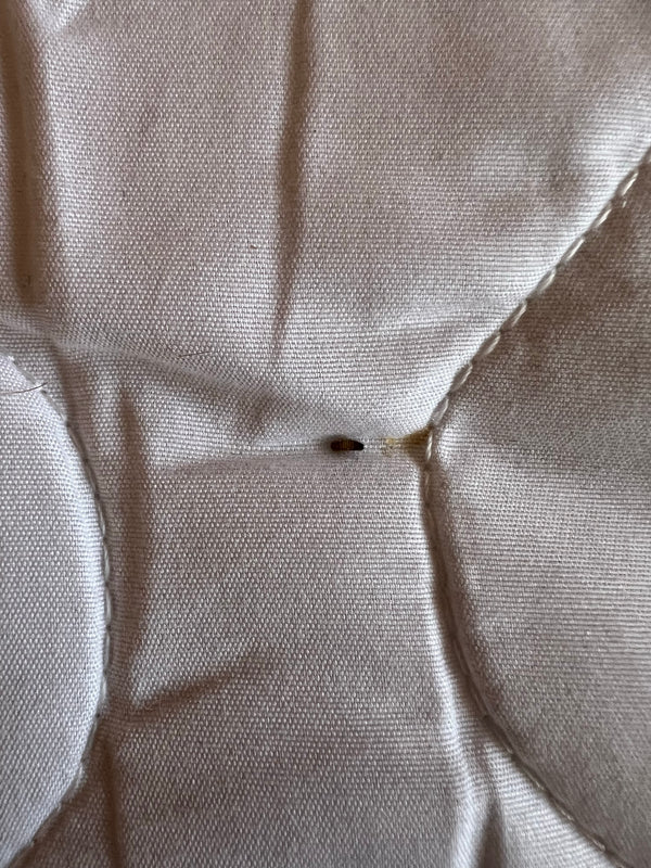 Op een lichte textielgrond is een typische, bruin gebandeerde spekkeverlarve te zien. Het dier zit op de stof.