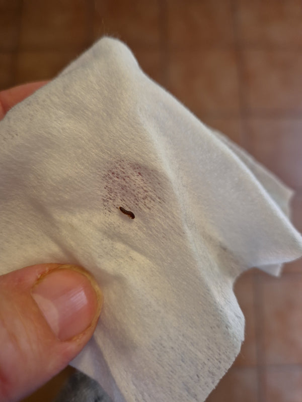 Een kleine, bruine larve van een spekkever ligt op een lichte papieren doek. Het insect is duidelijk zichtbaar en vertoont de typische borstelige structuur.