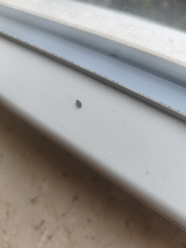 Een kleine spekkever zit op een lichte vensterbank. Het insect blijft roerloos op het gladde oppervlak.