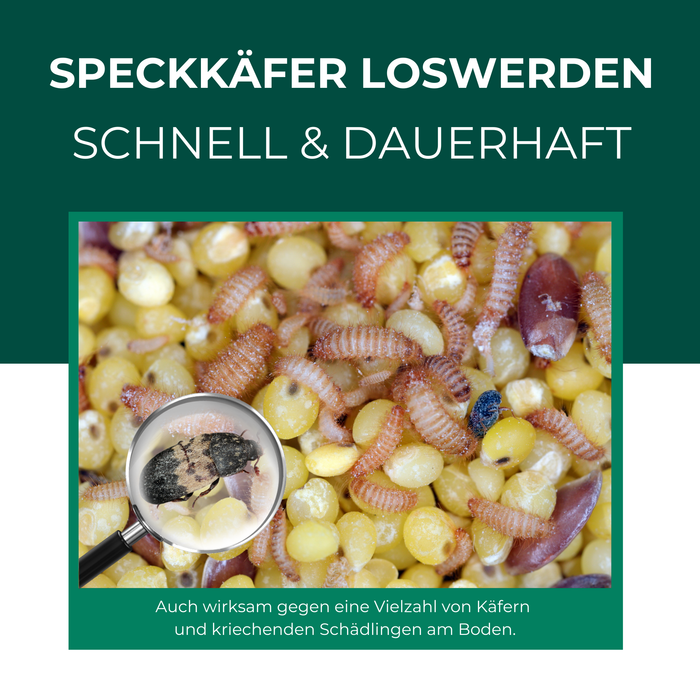 Speckkäfer und Larven im Vorrat – typische Anzeichen eines Speckkäferbefalls im Haushalt