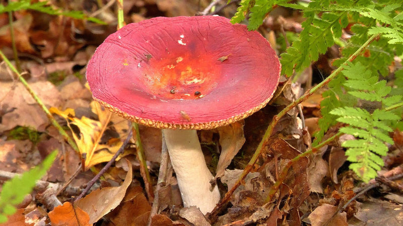 Spei-Täubling — foto 1 van 1