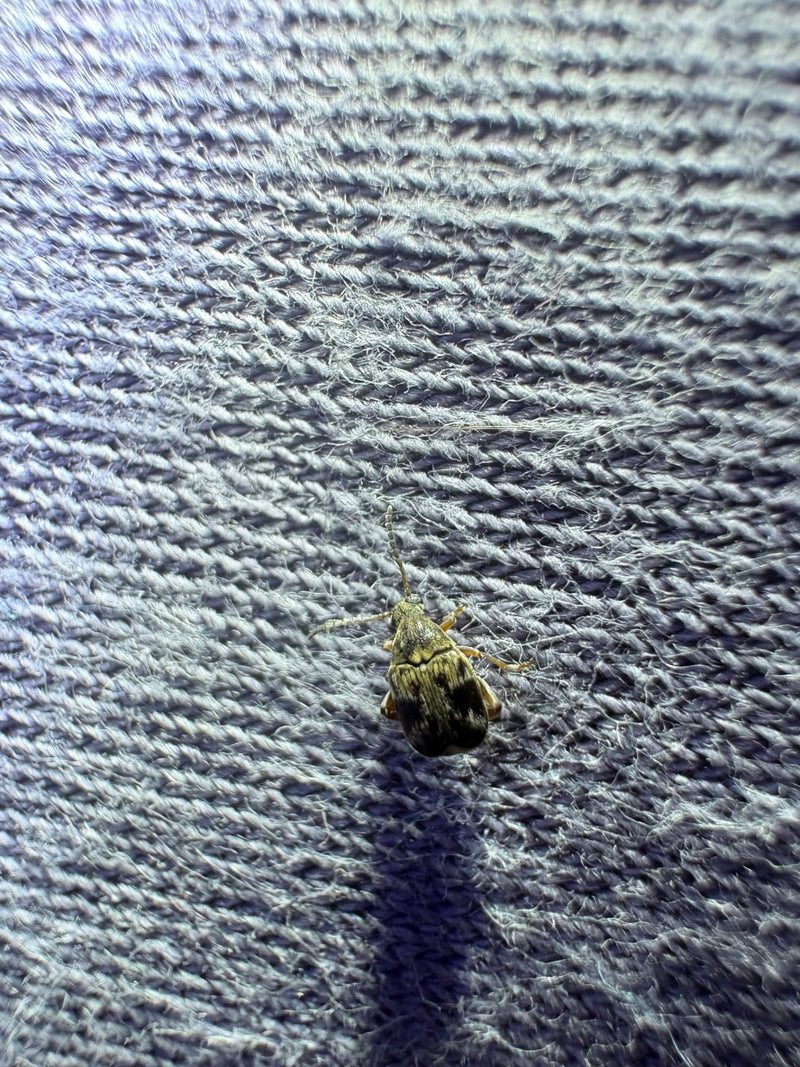 Een bonenkever zit op een blauw textieloppervlak. De kever is scherp in beeld gebracht en duidelijk zichtbaar.