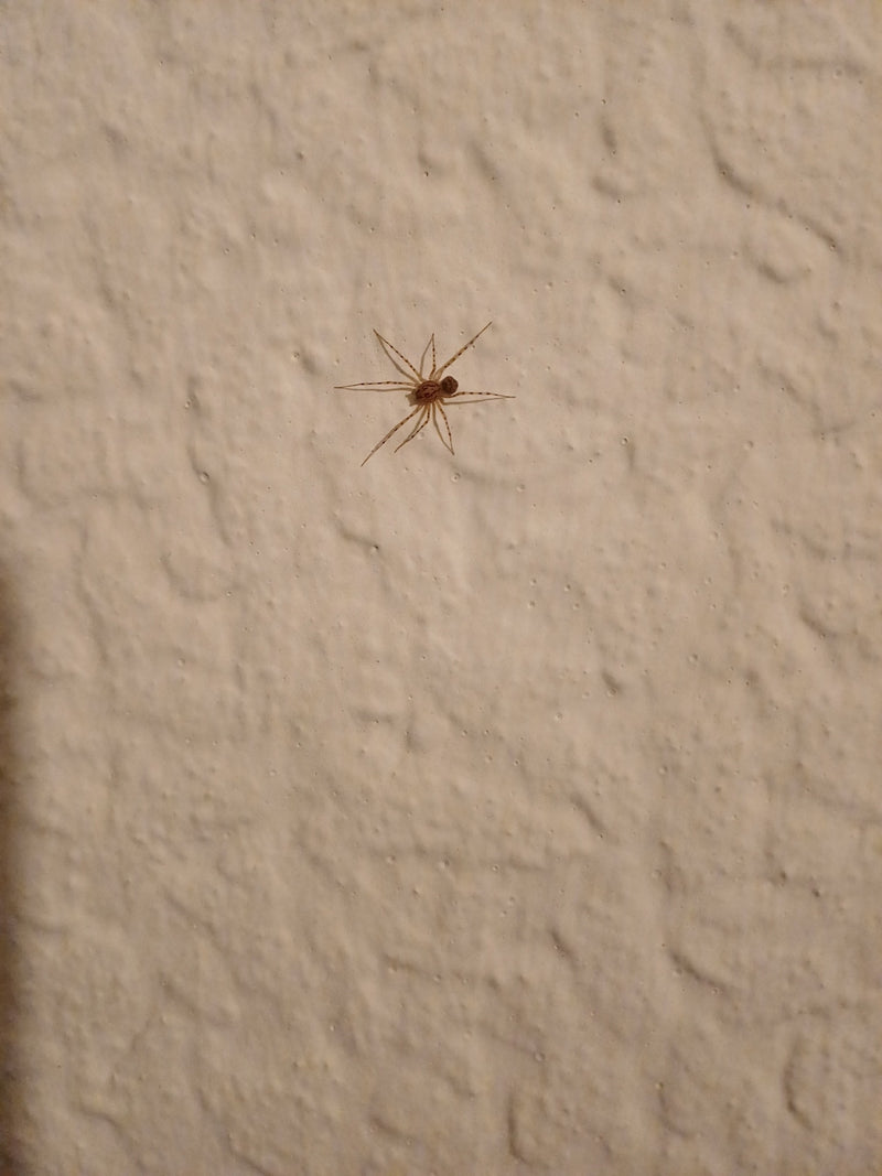 Speispinne — Bild 4