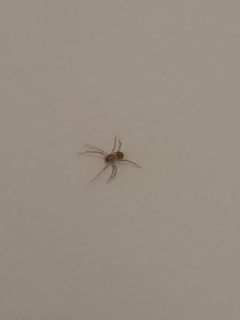 Speispinne — Bild 1