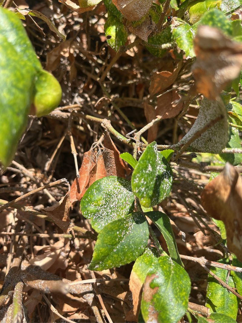Spindelschaal insect — Bild 1