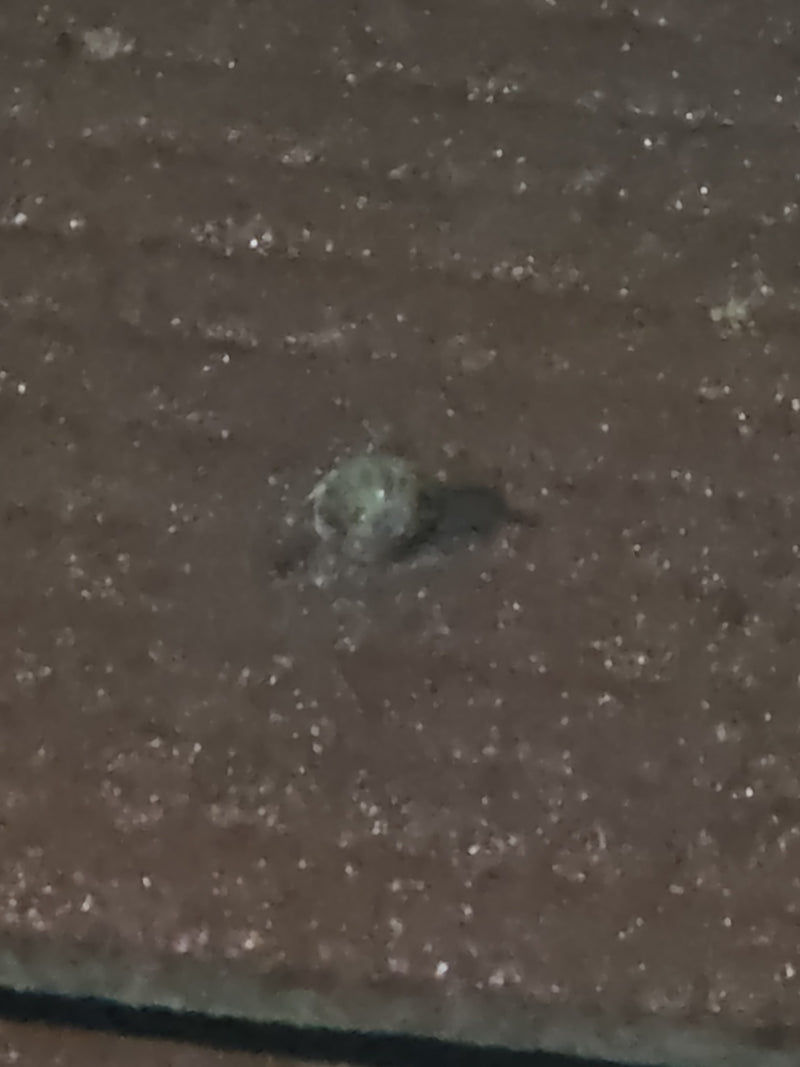 Spinnen (bestel Araneae) — Bild 2