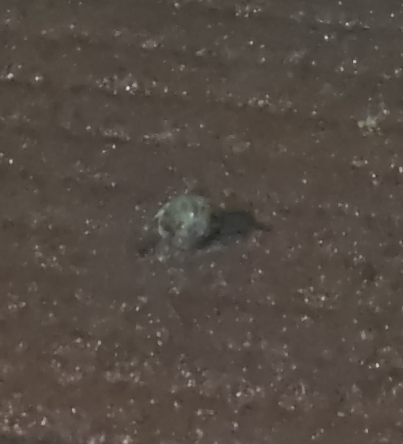 Spinnen (bestel Araneae) — Bild 1