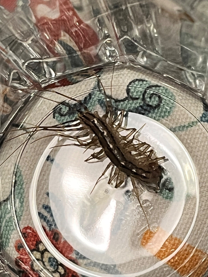 Te zien is een huizenduizendpoot met zijn typische lange poten in een glazen container. Het dier is van bovenaf goed te herkennen.