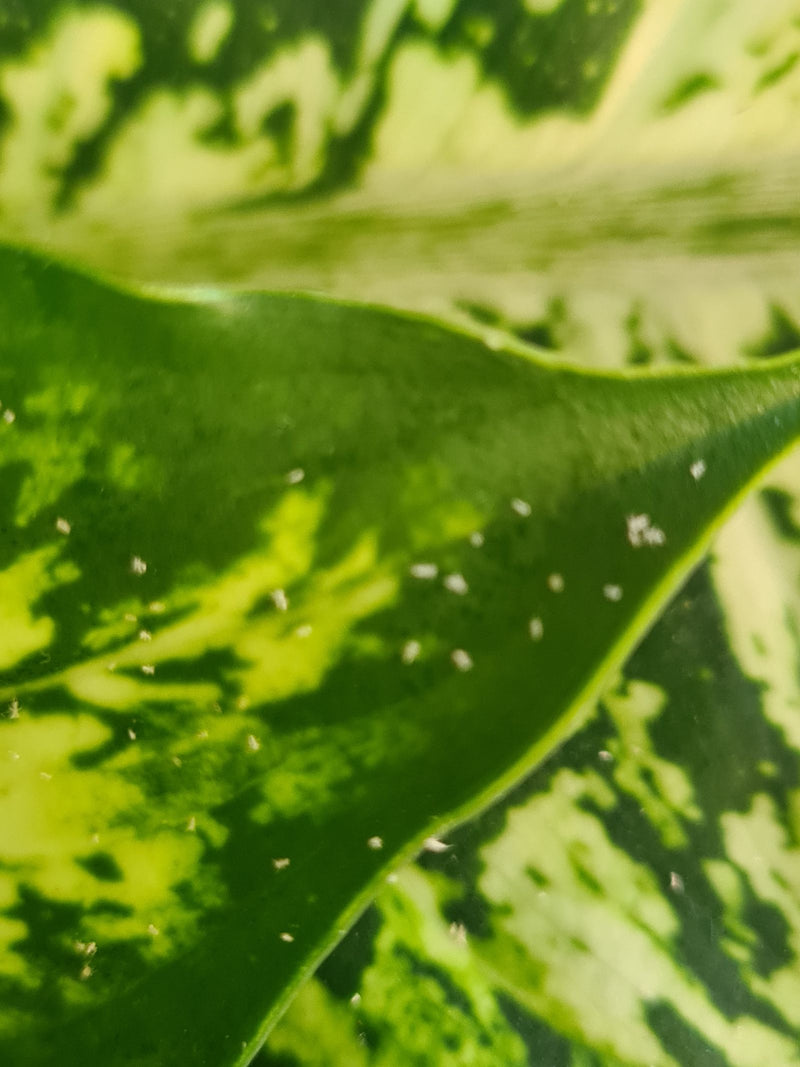 Meerdere kleine spintmijten zijn zichtbaar op het oppervlak van een bonte blad. Ze rusten op het groene plantensubstraat.