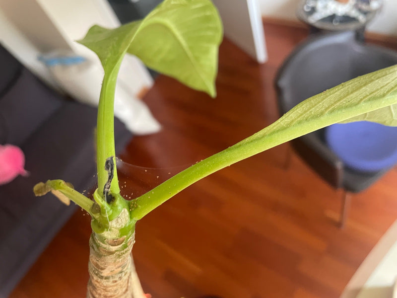 Op de groene plant zijn fijne webben van spint en talrijke kleine spintmijten zichtbaar.